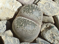 Lithops localis