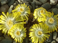 Lithops localis