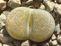 lithops localis