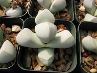 Lapidaria margaretae