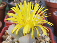 Lapidaria margaretae