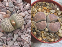 lithops marmorata