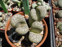 Lithops marmorata