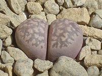 Lithops marmorata