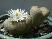 Lithops marmorata