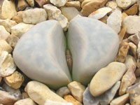 lithops meyeri