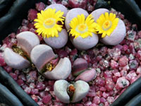 Lithops meyeri