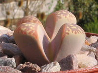 lithops naureeniae