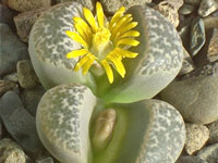 Lithops naureeniae