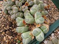 Lithops olivacea