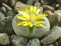 Lithops olivacea