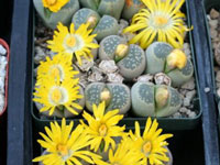 Lithops olivacea