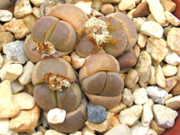 Lithops olivacea