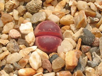 Lithops olivacea