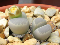 lithops optica