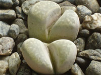 Lithops optica