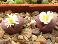 Lithops optica