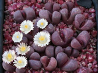 Lithops optica