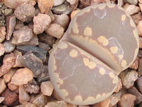 lithops otzeniana