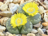 Lithops otzeniana