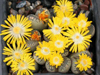 Lithops otzeniana