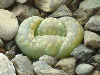 Lithops otzeniana