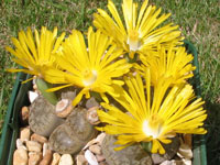 Lithops pseudotruncatella