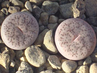 Lithops pseudotruncatella