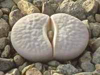 Lithops pseudotruncatella