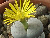 Lithops pseudotruncatella