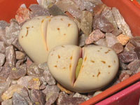 lithops ruschiorum