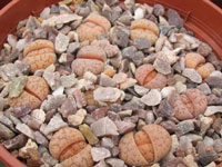 Lithops ruschiorum