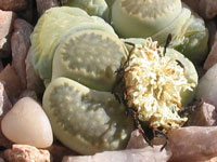 Lithops salicola