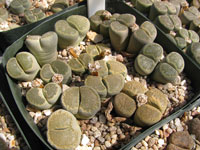 Lithops salicola