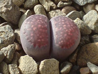 Lithops salicola