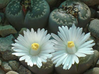 Lithops salicola