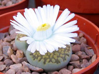 lithops salicola