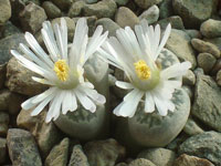 Lithops salicola