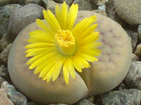 Lithops schwantesii