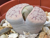 lithops schwantesii