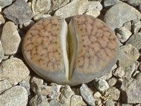 Lithops schwantesii