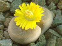 Lithops schwantesii