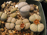 Lithops schwantesii