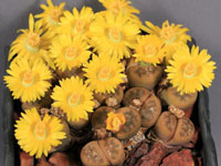 Lithops schwantesii