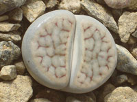 Lithops schwantesii