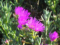 Lampranthus spectabilis