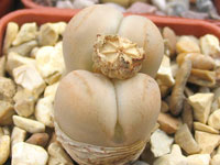 lithops steineckeana