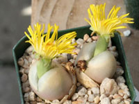 Lithops steineckeana