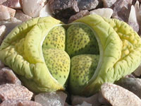Lithops terricolor