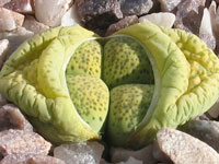 Lithops terricolor